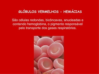 GLÓBULOS VERMELHOS - HEMÁCIAS
São células redondas, bicôncavas, anucleadas e
contendo hemoglobina, o pigmento responsável
pelo transporte dos gases respiratórios.
 