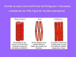 Devido as suas características morfológicas e funcionais,
consideram-se três tipos de tecidos musculares:
 