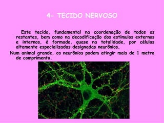 4- TECIDO NERVOSO
Este tecido, fundamental na coordenação de todos os
restantes, bem como na decodificação dos estímulos externos
e internos, é formado, quase na totalidade, por células
altamente especializadas designadas neurônios.
Num animal grande, os neurônios podem atingir mais de 1 metro
de comprimento.
 