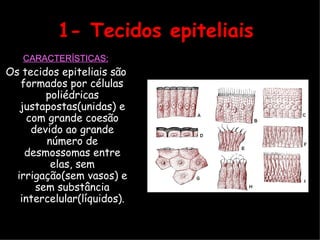 1- Tecidos epiteliais
CARACTERÍSTICAS:
Os tecidos epiteliais são
formados por células
poliédricas
justapostas(unidas) e
com grande coesão
devido ao grande
número de
desmossomas entre
elas, sem
irrigação(sem vasos) e
sem substância
intercelular(líquidos).
 