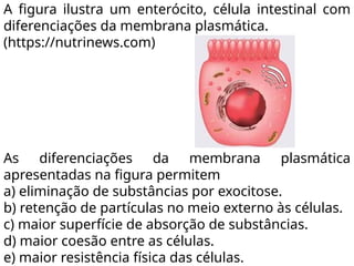 A figura ilustra um enterócito, célula intestinal com
diferenciações da membrana plasmática.
(https://nutrinews.com)
As diferenciações da membrana plasmática
apresentadas na figura permitem
a) eliminação de substâncias por exocitose.
b) retenção de partículas no meio externo às células.
c) maior superfície de absorção de substâncias.
d) maior coesão entre as células.
e) maior resistência física das células.
 