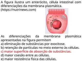 A figura ilustra um enterócito, célula intestinal com
diferenciações da membrana plasmática.
(https://nutrinews.com)
As diferenciações da membrana plasmática
apresentadas na figura permitem
a) eliminação de substâncias por exocitose.
b) retenção de partículas no meio externo às células.
c) maior superfície de absorção de substâncias.
d) maior coesão entre as células.
e) maior resistência física das células.
 
