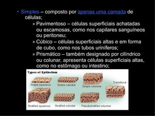 • Simples – composto por apenas uma camada de
células;
» Pavimentoso – células superficiais achatadas
ou escamosas, como nos capilares sanguíneos
ou peritoneu;
» Cúbico – células superficiais altas e em forma
de cubo, como nos tubos uriníferos;
» Prismático – também designado por cilíndrico
ou colunar, apresenta células superficiais altas,
como no estômago ou intestino;
 