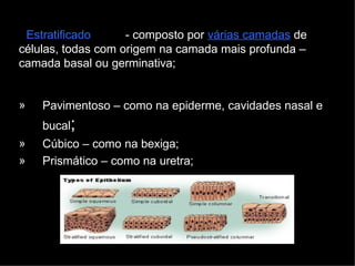 Estratificado - composto por várias camadas de
células, todas com origem na camada mais profunda –
camada basal ou germinativa;
»
»
»
Pavimentoso – como na epiderme, cavidades nasal e
bucal;
Cúbico – como na bexiga;
Prismático – como na uretra;
 
