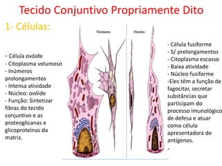 Tecido Conjuntivo Propriamente Dito
1- Células:
- Célula ovóide
- Citoplasma volumoso
- Inúmeros
prolongamentos
- Intensa atividade
- Núcleo: ovóide
- Função: Sintetizar
fibras do tecido
conjuntivo e as
proteoglicanas e
glicoproteínas da
matriz.
- Célula fusiforme
- S/ prolongamentos
- Citoplasma escasso
- Baixa atividade
- Núcleo fusiforme
-Eles têm a função de
fagocitar, secretar
substâncias que
participam do
processo imunológico
de defesa e atuar
como célula
apresentadora de
antígenos.
-
 