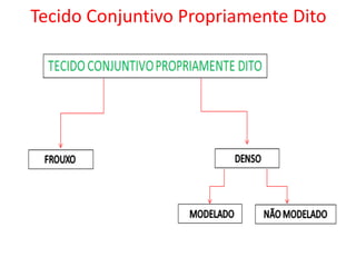 Tecido Conjuntivo Propriamente Dito
 