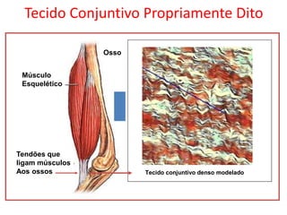 Tecido Conjuntivo Propriamente Dito
Músculo
Esquelético
Osso
Tendões que
ligam músculos
Aos ossos Tecido conjuntivo denso modelado
Tecido conjuntivo denso modelado
 
