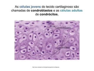 As células jovens do tecido cartilaginoso são
chamadas de condroblastos e as células adultas
de condrócitos.
https://www.coladaweb.com/biologia/histologia/tecido-cartilaginoso
 