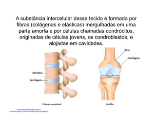 https://www.anatomiaemfoco.com.br/
articulacoes-sistema-articular/cartilagem-tecido-cartilaginoso/
A substância intercelular desse tecido é formada por
fibras (colágenas e elásticas) mergulhadas em uma
parte amorfa e por células chamadas condrócitos,
originadas de células jovens, os condroblastos, e
alojadas em cavidades.
 