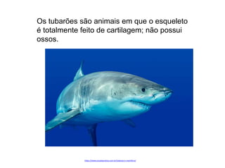 https://www.estudopratico.com.br/tubarao-e-mamifero/
Os tubarões são animais em que o esqueleto
é totalmente feito de cartilagem; não possui
ossos.
 