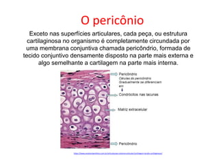 Exceto nas superfícies articulares, cada peça, ou estrutura
cartilaginosa no organismo é completamente circundada por
uma membrana conjuntiva chamada pericôndrio, formada de
tecido conjuntivo densamente disposto na parte mais externa e
algo semelhante a cartilagem na parte mais interna.
https://www.anatomiaemfoco.com.br/articulacoes-sistema-articular/cartilagem-tecido-cartilaginoso/
O pericônio
 