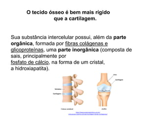 O tecido ósseo é bem mais rígido
que a cartilagem.
Sua substância intercelular possui, além da parte
orgânica, formada por fibras colágenas e
glicoproteínas, uma parte inorgânica (composta de
sais, principalmente por
fosfato de cálcio, na forma de um cristal,
a hidroxiapatita).
https://www.anatomiaemfoco.com.br/
articulacoes-sistema-articular/cartilagem-tecido-cartilaginoso/
 