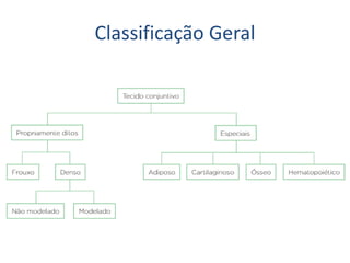 Classificação Geral
 