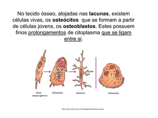 No tecido ósseo, alojadas nas lacunas, existem
células vivas, os osteócitos que se formam a partir
de células jovens, os osteoblastos. Estes possuem
finos prolongamentos de citoplasma que se ligam
entre si.
https://www.unifal-mg.edu.br/histologiainterativa/tecido-osseo/
 