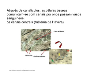 Através de canalículos, as células ósseas
comunicam-se com canais por onde passam vasos
sanguíneos:
os canais centrais (Sistema de Havers).
https://www.unifal-mg.edu.br/histologiainterativa/tecido-osseo/
 