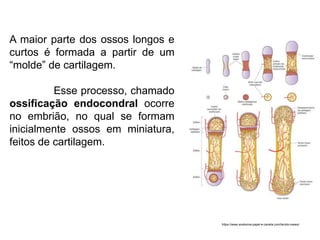 A maior parte dos ossos longos e
curtos é formada a partir de um
“molde” de cartilagem.
Esse processo, chamado
ossificação endocondral ocorre
no embrião, no qual se formam
inicialmente ossos em miniatura,
feitos de cartilagem.
https://www.anatomia-papel-e-caneta.com/tecido-osseo/
 