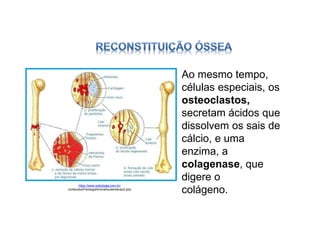 https://www.sobiologia.com.br/
conteudos/FisiologiaAnimal/sustentacao2.php
Ao mesmo tempo,
células especiais, os
osteoclastos,
secretam ácidos que
dissolvem os sais de
cálcio, e uma
enzima, a
colagenase, que
digere o
colágeno.
 