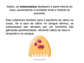Assim, os osteoclastos desfazem a parte interna do
osso, aumentando a cavidade onde a medula se
encontra.
Eles colaboram também para o equilíbrio do cálcio no
corpo. Se a taxa de cálcio no sangue diminui, os
osteoclastos são ativados por um hormônio das
glândulas paratireóideas, retirando cálcio do osso e
lançando-o no sangue.
https://pt.qwe.wiki/wiki/Osteoclast
 