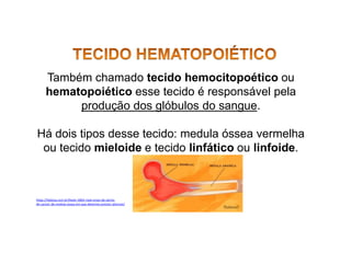 Também chamado tecido hemocitopoético ou
hematopoiético esse tecido é responsável pela
produção dos glóbulos do sangue.
Há dois tipos desse tecido: medula óssea vermelha
ou tecido mieloide e tecido linfático ou linfoide.
https://fabiosa.com.br/lbwkr-5803-med-sinais-de-alerta-
do-cancer-de-medula-ossea-em-que-devemos-prestar-atencao/
 