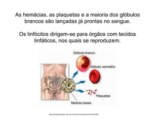 As hemácias, as plaquetas e a maioria dos glóbulos
brancos são lançadas já prontas no sangue.
Os linfócitos dirigem-se para órgãos com tecidos
linfáticos, nos quais se reproduzem.
http://portaldoprofessor.mec.gov.br/fichaTecnicaAula.html?aula=25520
 