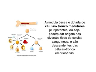 A medula óssea é dotada de
células- tronco medulares
pluripotentes, ou seja,
podem dar origem aos
diversos tipos de células
sanguíneas, e são
descendentes das
células-tronco
embrionárias.
https://www.todamateria.com.br/medula-ossea/
 