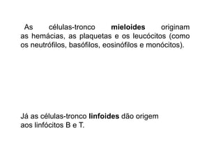As células-tronco mieloides originam
as hemácias, as plaquetas e os leucócitos (como
os neutrófilos, basófilos, eosinófilos e monócitos).
Já as células-tronco linfoides dão origem
aos linfócitos B e T.
 