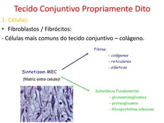 Tecido Conjuntivo Propriamente Dito
1- Células:
• Fibroblastos / Fibrócitos:
- Células mais comuns do tecido conjuntivo – colágeno.
(Matriz extra celula)r
 