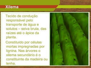 Xilema

Tecido de condução
responsável pelo
transporte de água e
solutos – seiva bruta, das
raízes até o ápice da
planta.
Constituído por células
mortas impregnadas por
lignina. Nas árvores o
xilema secundário é o
constituinte da madeira ou
lenha.                       10
 