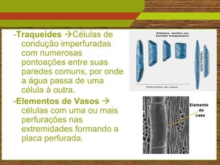 -Traqueídes Células de
  condução imperfuradas
  com numerosas
  pontoações entre suas
  paredes comuns, por onde
  a água passa de uma
  célula à outra.
-Elementos de Vasos 
  células com uma ou mais
  perfurações nas
  extremidades formando a
  placa perfurada.
                             12
 