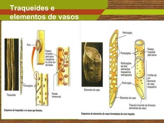 Traqueídes e
elementos de vasos




                     13
 