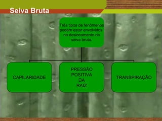 Seiva Bruta
               Três tipos de fenômenos
               podem estar envolvidos
                 no deslocamento da
                      seiva bruta.




                    PRESSÃO
                    POSITIVA
CAPILARIDADE                             TRANSPIRAÇÃO
                       DA
                      RAIZ




                                                    14
 
