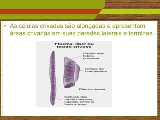 • As células crivadas são alongadas e apresentam
  áreas crivadas em suas paredes laterais e terminas.




                                                  20
 