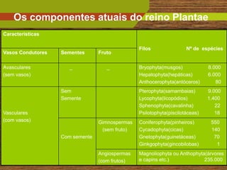 Os componentes atuais do reino Plantae
Características

                                                Filos                Nº de espécies
Vasos Condutores   Sementes      Fruto

Avasculares          _              _           Bryophyta(musgos)             8.000
(sem vasos)                                     Hepatophyta(hepáticas)        6.000
                                                Anthocerophyta(antóceros)        80
                   Sem                          Pterophyta(samambaias)        9.000
                   Semente                      Lycophyta(licopódios)         1.400
                                                Sphenophyta(cavalinha)           22
Vasculares                                      Psilotophyta(piscilotáceas)      18
(com vasos)                      Gimnospermas   Coniferophyta(pinheiros)       550
                                  (sem fruto)   Cycadophyta(cicas)             140
                   Com semente                  Gnetophyta(guinetáceas)         70
                                                Ginkgophyta(gincobilobas)        1
                                 Angiospermas   Magnoliophyta ou Anthophyta(árvores
                                                e capins etc.)                4
                                                                           235.000
                                 (com frutos)
 