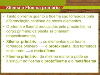 Xilema e Floema primário
• Tanto o xilema quanto o floema são formados pela
  diferenciação continua de novos elementos.
• O xilema e floema produzidos pelo procâmbio no
  corpo primário da planta se chamam,
  respectivamente,
• Xilema primário       os elementos que foram
  formados primeiro      o protoxilema, dos formados
  mais tarde      o metaxilema
• Floema primário: da mesma maneira pode se
  distinguir no floema o protofloema e o metafloema.

                                                 5
 