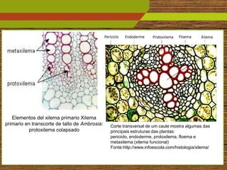 Elementos del xilema primario Xilema
primario en transcorte de tallo de Ambrosia:   Corte transversal de um caule mostra algumas das
          protoxilema colapsado                principais estruturas das plantas:
                                               periciclo, endoderme, protoxilema, floema e
                                               metaxilema (xilema funcional)
                                               Fonte:http://www.infoescola.com/histologia/xilema/

                                                                                                    6
 