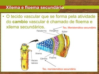 Xilema e floema secundário

• O tecido vascular que se forma pela atividade
  do cambio vascular é chamado de floema e
  xilema secundários.         Tec. Meristemático secundário




                         Tec. meristemático secundário   7
 