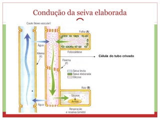 Condução da seiva elaborada
 