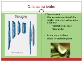 Xilema ou lenho
 Constituição:
- Elementos traqueais (células
mortas com reforço de celulose
e lignina);
*Elementos de vaso
*Traqueídes
- Parênquima lenhoso;
- Fibras do esclerênquima.
 
