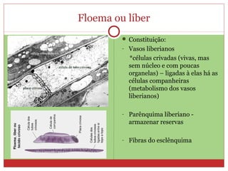 Floema ou líber
 Constituição:
- Vasos liberianos
*células crivadas (vivas, mas
sem núcleo e com poucas
organelas) – ligadas à elas há as
células companheiras
(metabolismo dos vasos
liberianos)
- Parênquima liberiano -
armazenar reservas
- Fibras do esclênquima
 