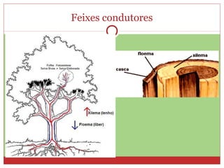 Feixes condutores
 