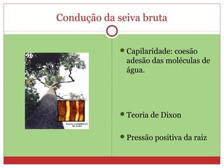 Condução da seiva bruta
Capilaridade: coesão
adesão das moléculas de
água.
Teoria de Dixon
Pressão positiva da raiz
 
