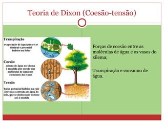 Teoria de Dixon (Coesão-tensão)
 Forças de coesão entre as
moléculas de água e os vasos do
xilema;
 Transpiração e consumo de
água.
 