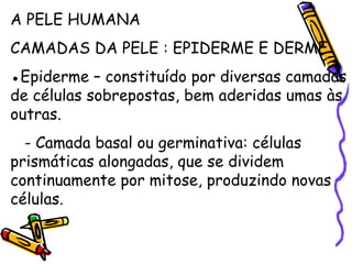 A PELE HUMANA CAMADAS DA PELE : EPIDERME E DERME ● Epiderme – constituído por diversas camadas de células sobrepostas, bem aderidas umas às outras. - Camada basal ou germinativa: células prismáticas alongadas, que se dividem continuamente por mitose, produzindo novas células. 