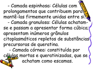 - Camada espinhosa: Células com prolongamentos que contribuem para mantê-las firmemente unidas entre si. - Camada granulosa: Células achatam-se e passam a apresentar forma cúbica; apresentam inúmeros grânulos citoplasmáticos repletos de substâncias precursoras de queratina. - Camada córnea: constituída por células mortas e queratinizadas, que se  achatam como escamas. 
