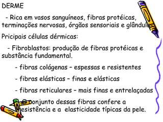 DERME - Rica em vasos sanguíneos, fibras protéicas, terminações nervosas, órgãos sensoriais e glândulas. Pricipais células dérmicas: - Fibroblastos: produção de fibras protéicas e substância fundamental. - fibras colágenas – espessas e resistentes - fibras elásticas – finas e elásticas - fibras reticulares – mais finas e entrelaçadas   O conjunto dessas fibras confere a    resistência e a  elasticidade típicas da pele. 