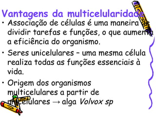 Vantagens da multicelularidade Associação de células é uma maneira de dividir tarefas e funções, o que aumenta a eficiência do organismo. Seres unicelulares – uma mesma célula realiza todas as funções essenciais à vida. Origem dos organismos  multicelulares a partir de    unicelulares  ->  alga  Volvox sp  