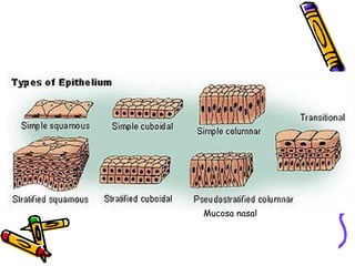 Mucosa nasal 