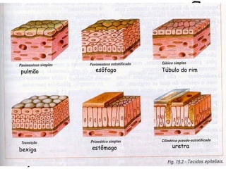 esôfago pulmão Túbulo do rim estômago uretra bexiga 