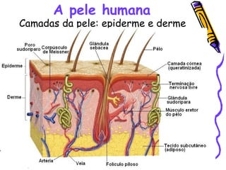 A pele humana Camadas da pele: epiderme e derme 