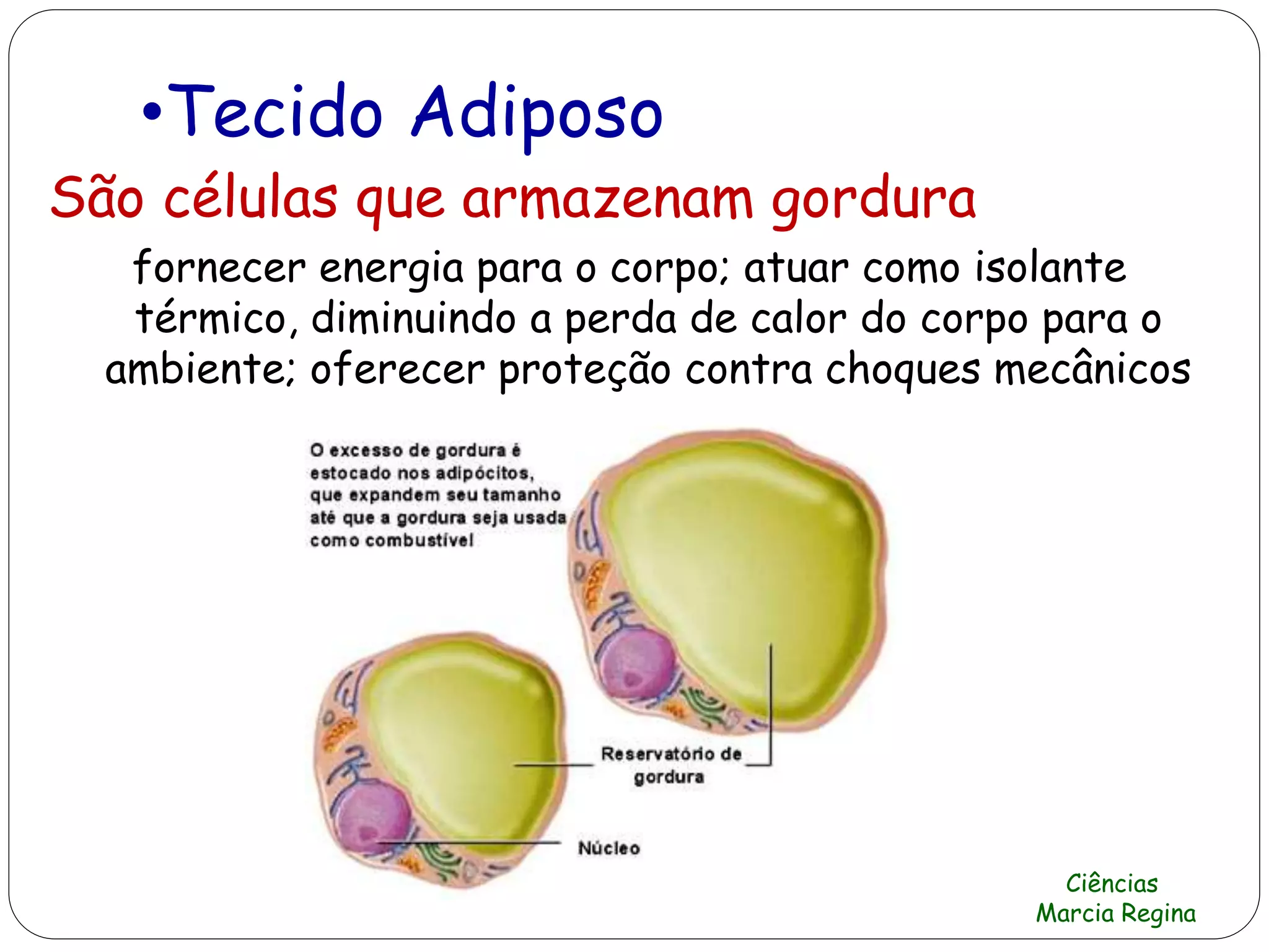 •Tecido Adiposo
São células que armazenam gordura
fornecer energia para o corpo; atuar como isolante
térmico, diminuindo a perda de calor do corpo para o
ambiente; oferecer proteção contra choques mecânicos
Ciências
Marcia Regina
 
